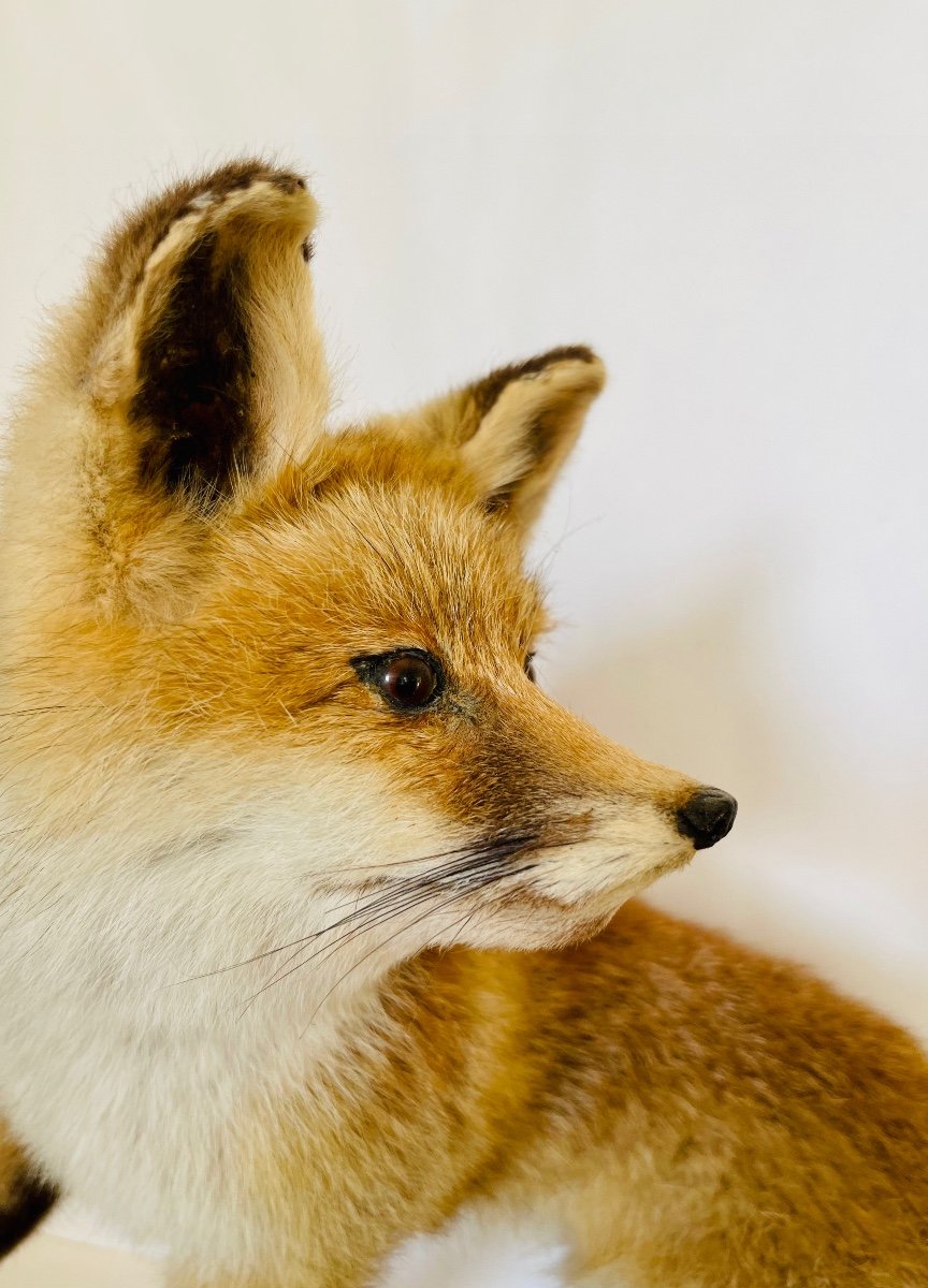 Naturalized Fox -photo-2